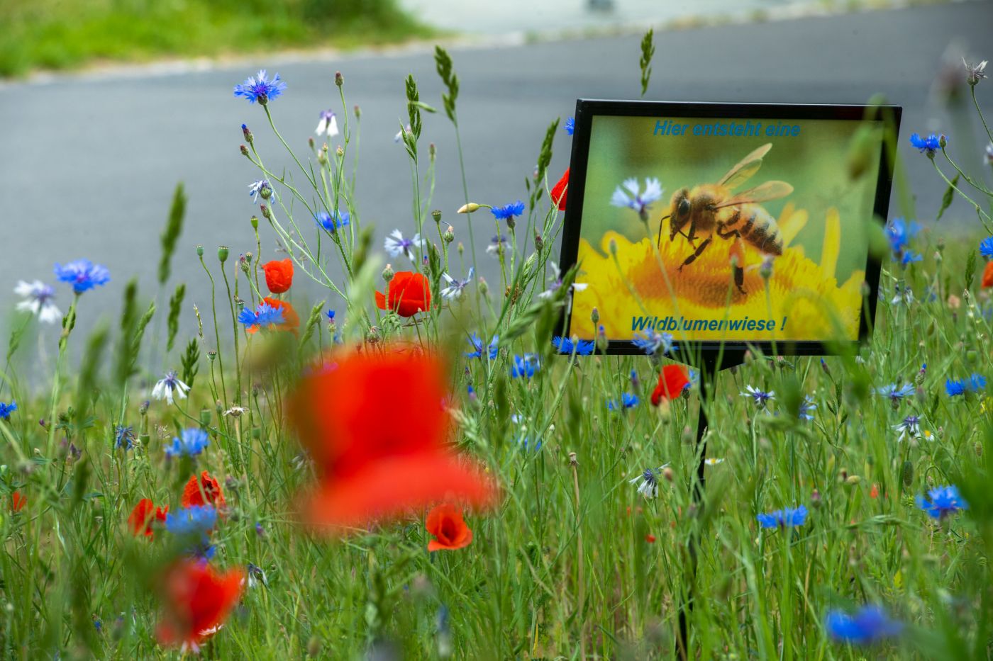 Insect friendly meadow on campus