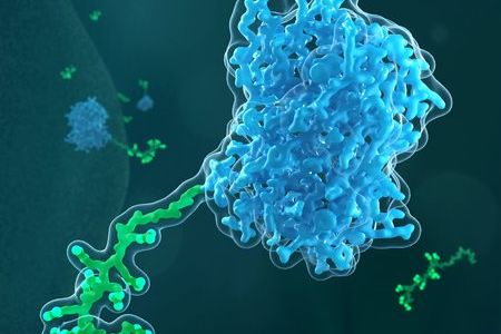 Zellpenetrierende Peptide (grün) auf der Zelloberfläche wirken als Türöffner für den Transport eines Proteins (blau) in lebende Zellen. | Visualisierung: Barth van Rossum