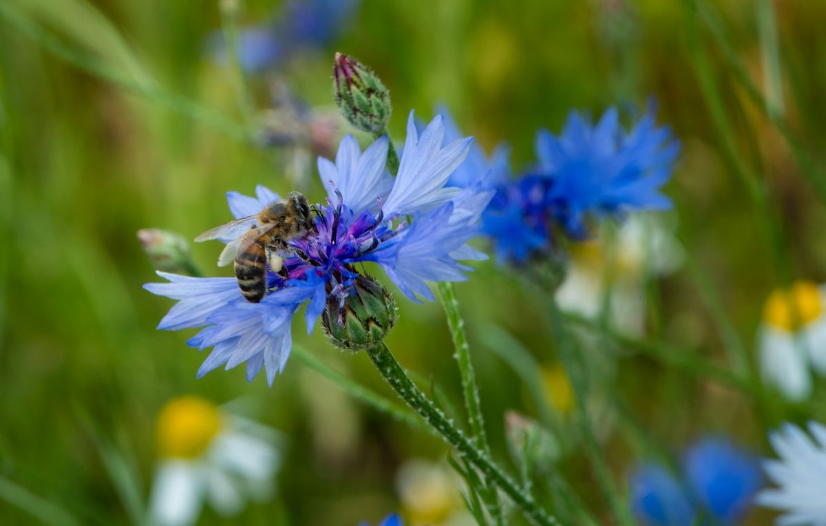 Campusprojekt mit der Hochschule für Nachhaltige Entwicklung Eberswalde: Wildblumenwiese, um Insekten noch mehr Nahrung zu bieten. Foto: David Außerhofer