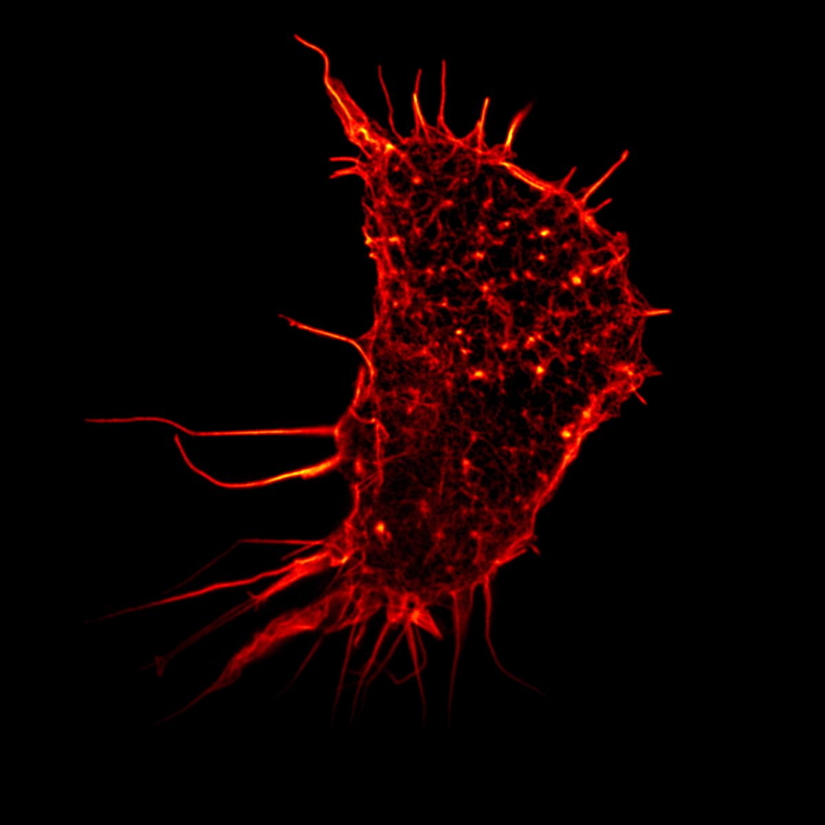 Mikroskopische Aufnahme einer einzelnen menschlichen Nierenzelle. Credit: Human kidney cell, Gated-STED microscopy.Alison Dun, ESRIC (Edinburgh Super-Resolution Imaging Consortium).Attribution 4.0 International (CC BY 4.0)