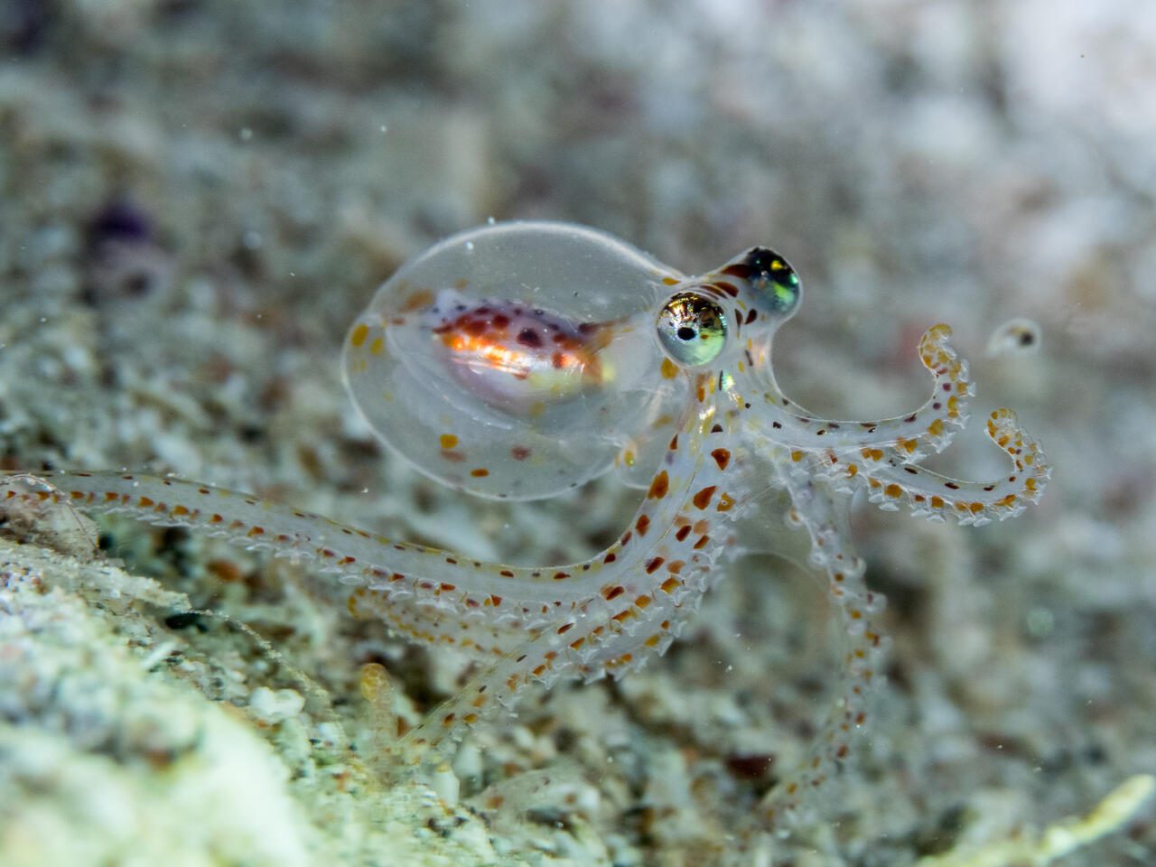 Oktopusse – hier ein Jungtier – haben komplexe Kamera-Augen. © Nir Friedman