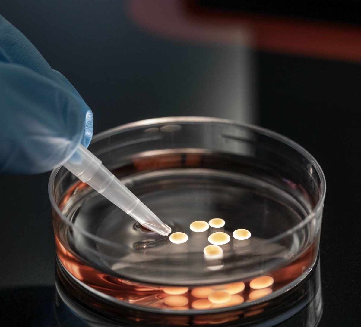 Organoids can live up to two years in the Petri dish. © Pablo Castagnola, MDC | Gouti Lab