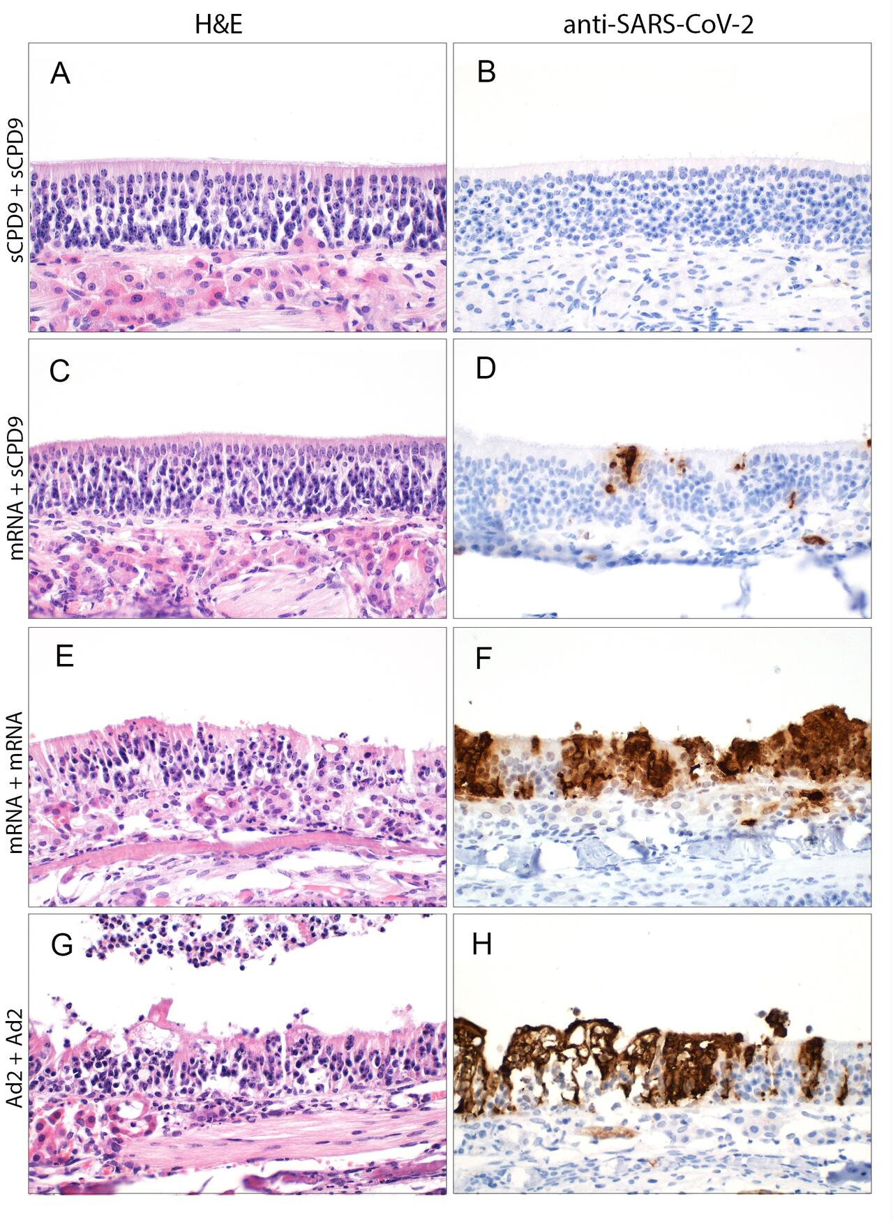 © Anne Voß, Institute of Veterinary Pathology, Freie Universität Berlin