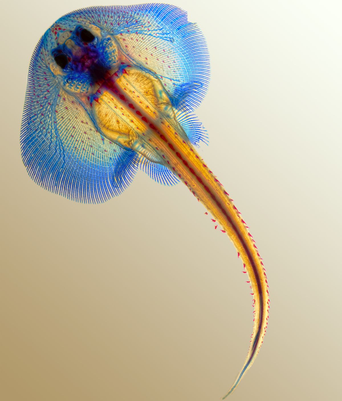 © David Gold, Lynn Kee and Meghan Morrissey, MBL Embryology Course