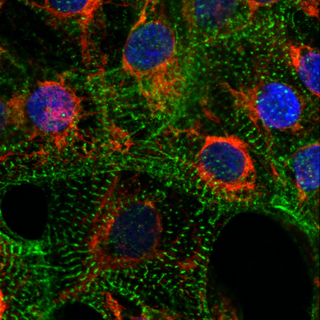 Kardiomyozyten mit angefärbten Mitochondrien (rot), Sarkomeren (grün) und Zellkernen (blau). Foto: AG Klaassen, Max Delbrück Center
