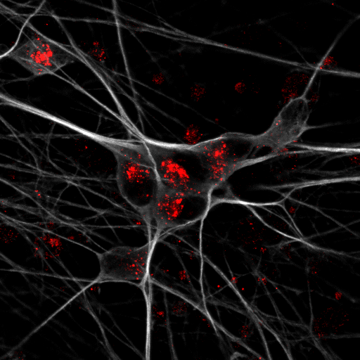 Foto: Anna K Greda, Universität Aarhus