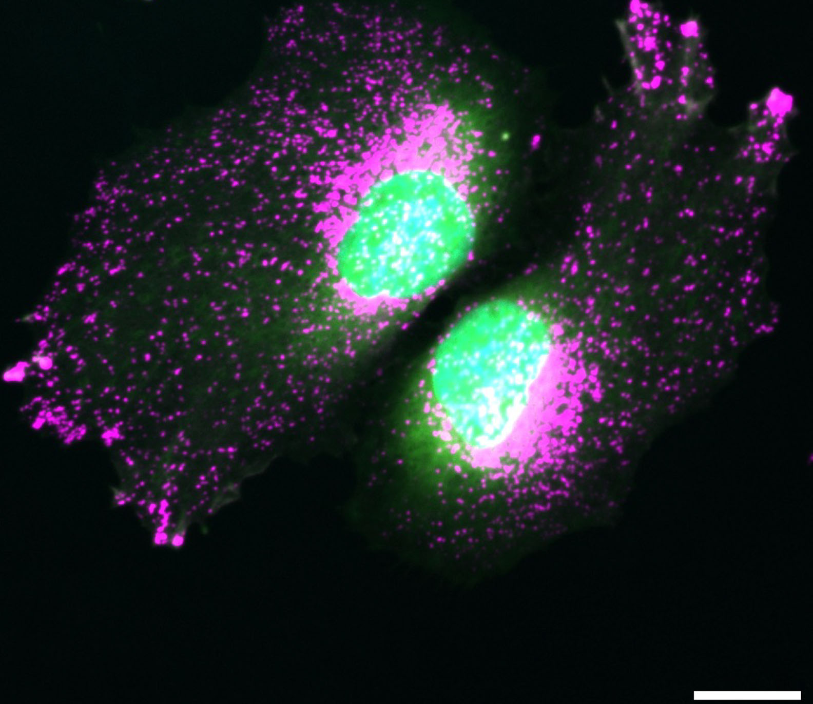 © FMP/Klaudia Kosieradzka