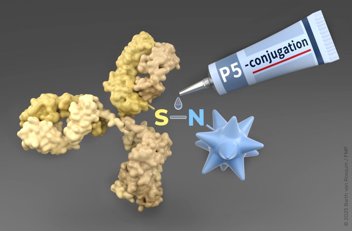 P5-Konjugationstechnologie als molekularer Klebstoff zur Gewinnung von Antikörper-Wirkstoff-Konjugaten (ADCs) gegen Krebs © Barth van Rossum
