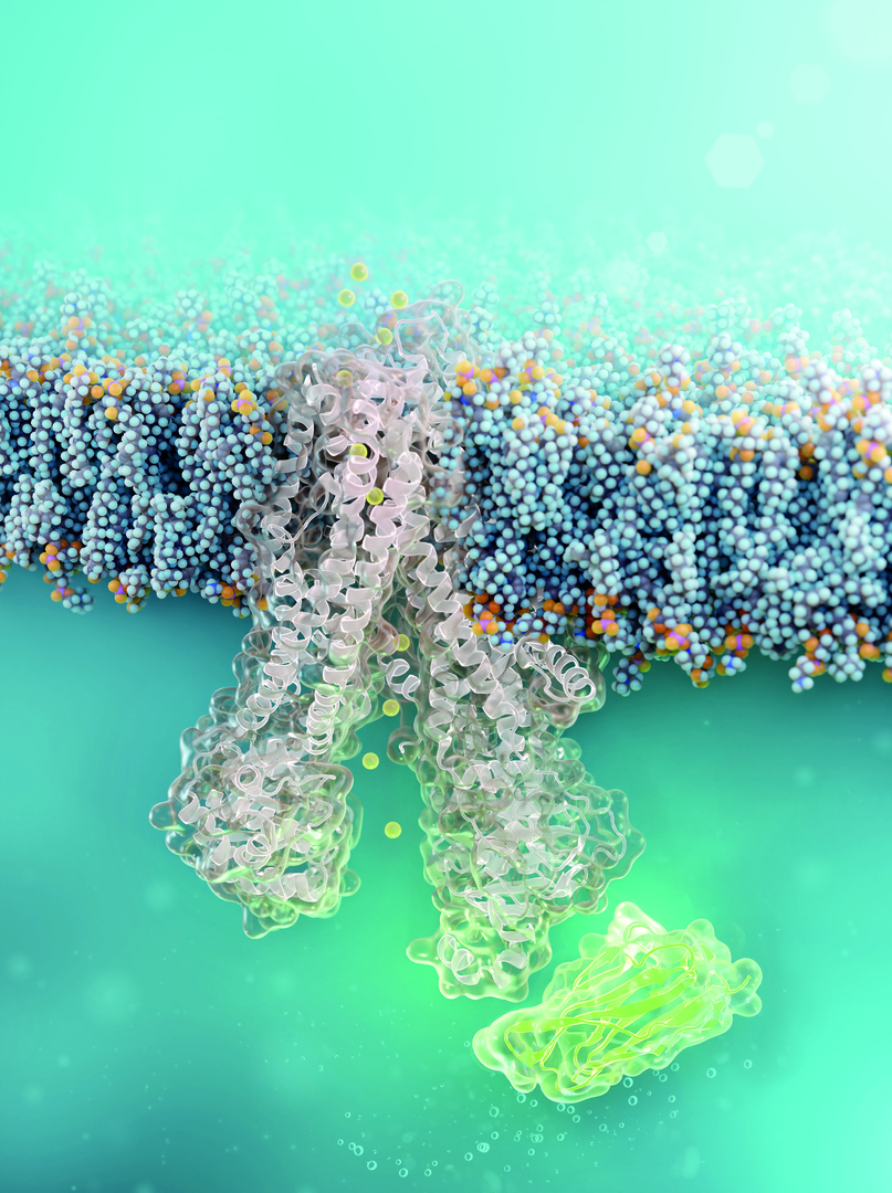 Cell-permeable nanobody (green) binds to defect CFTR-chloride channel (structural simulation).  © FMP/Barth van Rossum