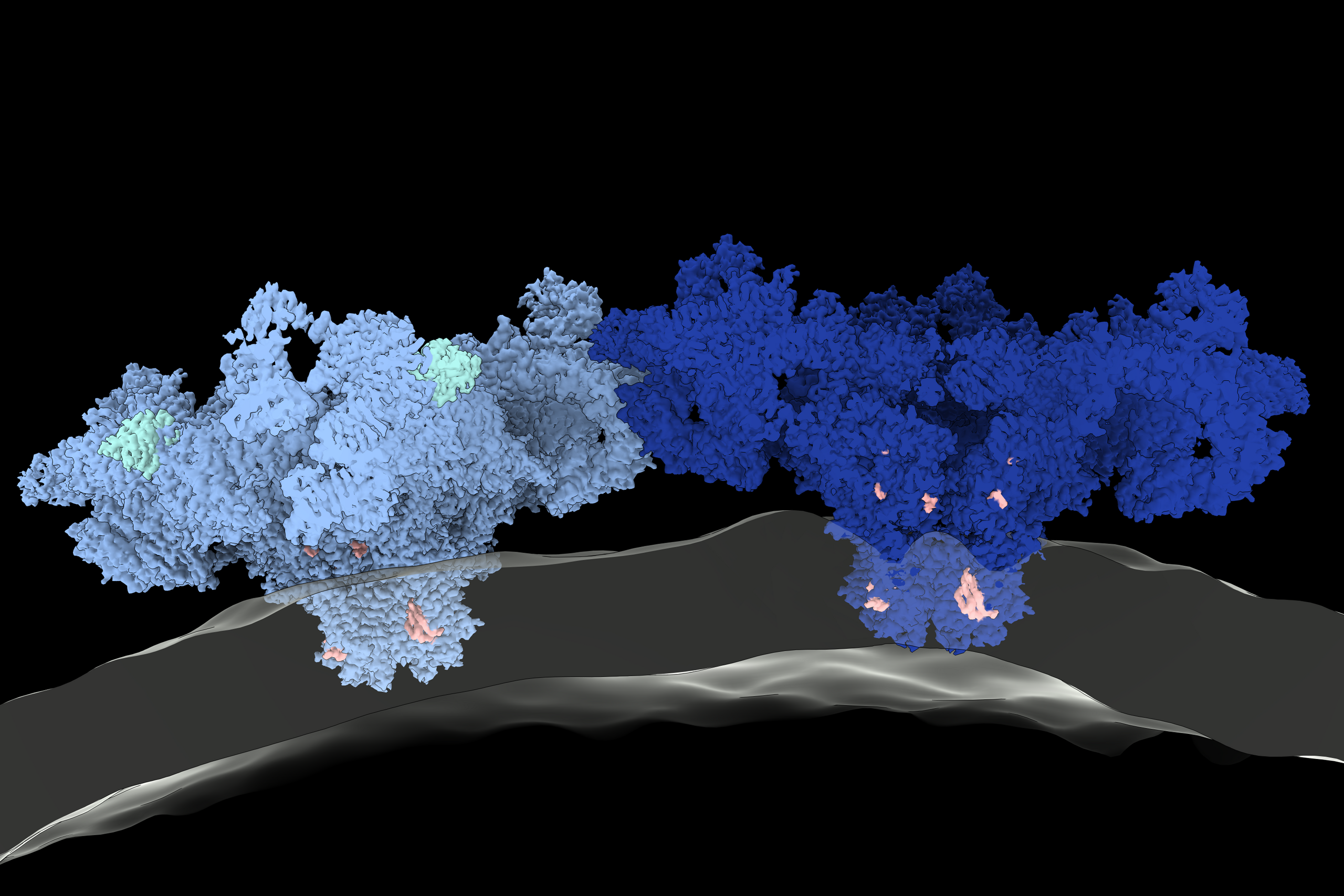 © Vasilii Mikirtumov, Kudryashev Lab, Max Delbrück Center